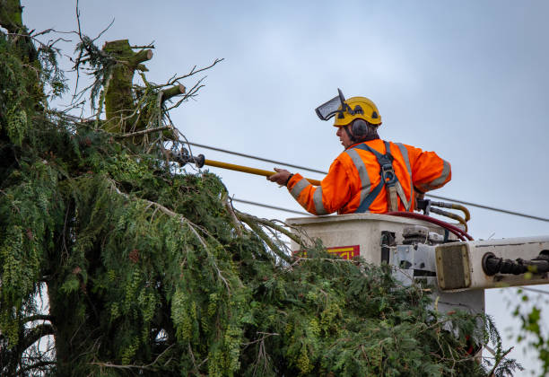 How Our Tree Care Process Works  in  Stevenson, WA