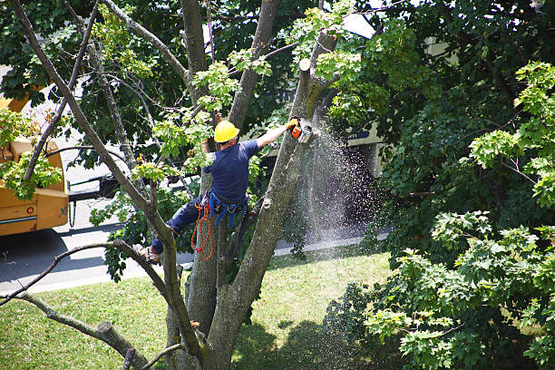 Best Emergency Tree Removal  in Stevenson, WA